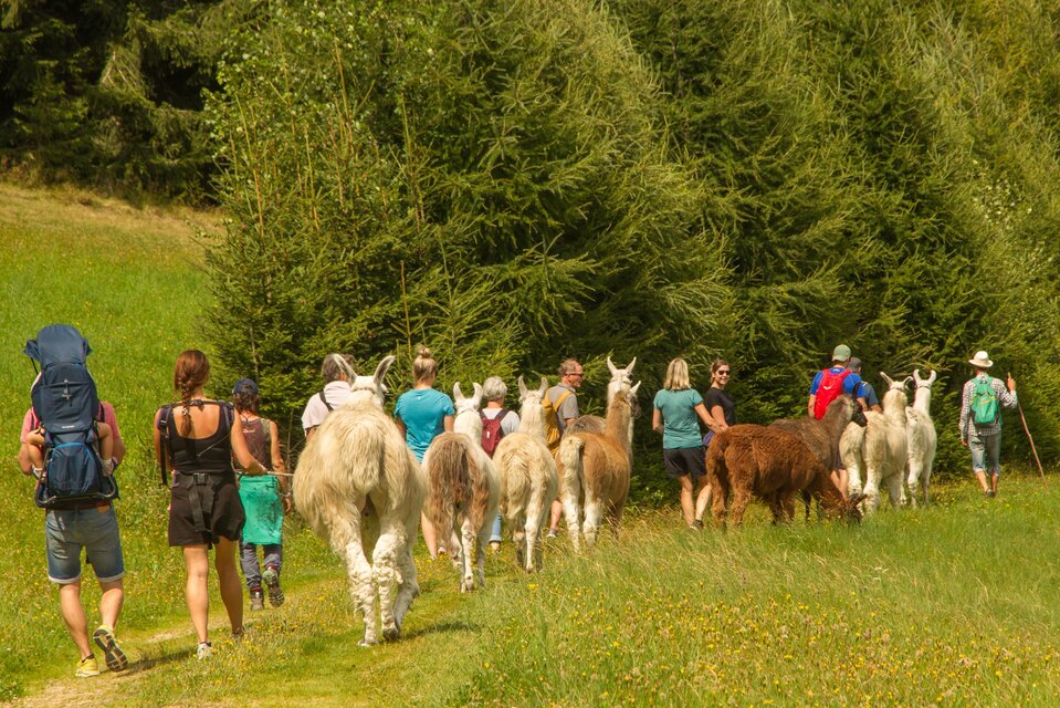 Eine Gruppe mit Lamas bei der Wanderung im Frühling | © Carolina Gigleitner