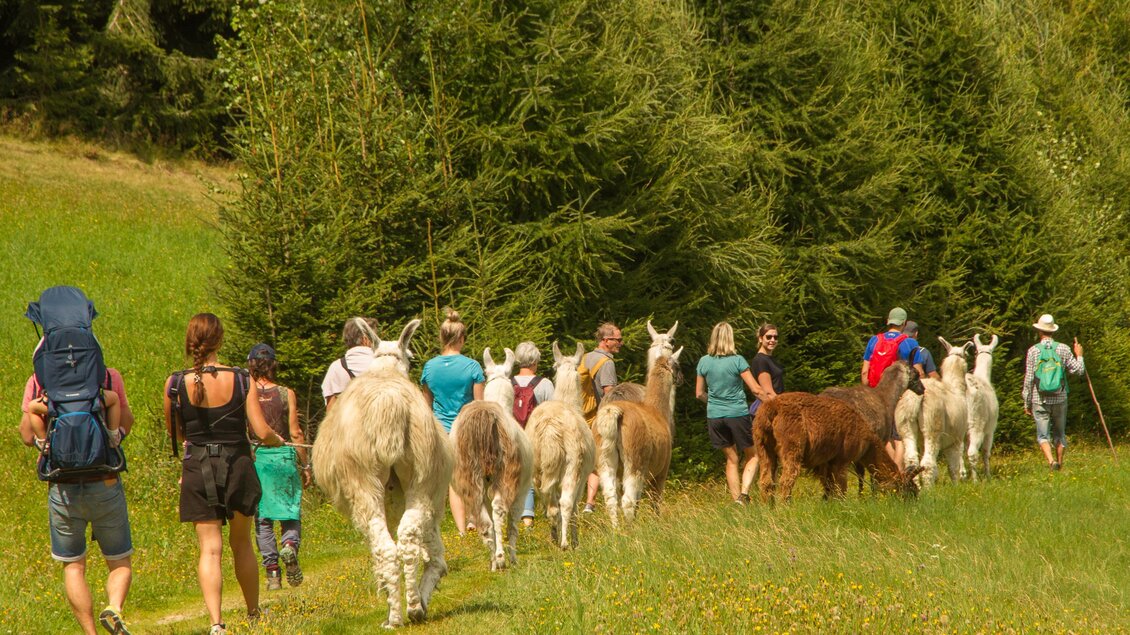 Eine Gruppe mit Lamas bei der Wanderung im Frühling | © Carolina Gigleitner