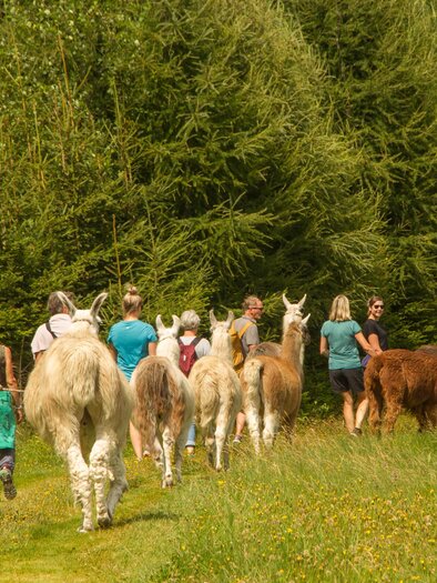 Eine Gruppe mit Lamas bei der Wanderung im Frühling | © Carolina Gigleitner