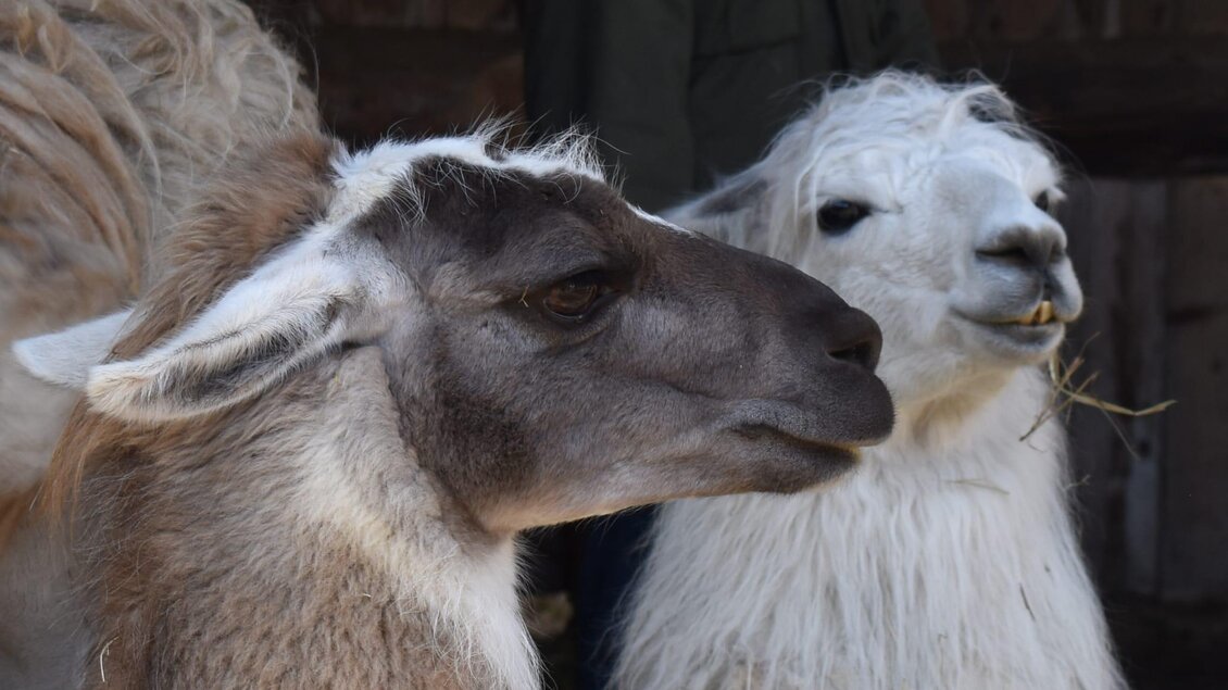 Lama bei ihrem Snack am Vormittag | © Lama-Touren auf der Alm-Gigleitner-Orso