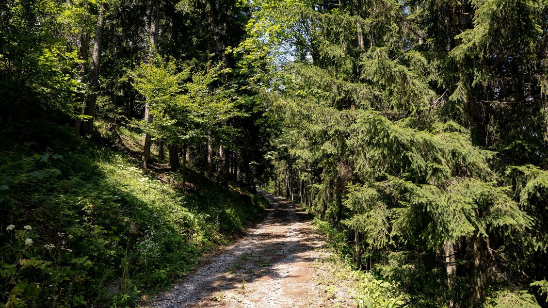 Schotterweg durch dichten Mischwald am Turnersteig zwischen Köflach und Graden. | © Region Graz-Harry Schiffer