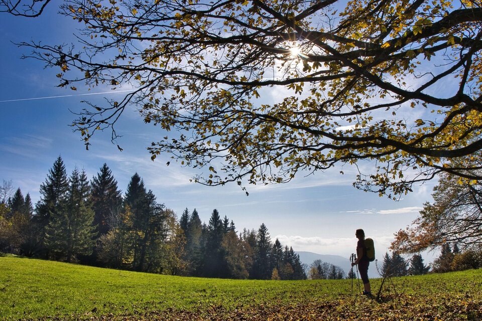 Wanderin mit Rucksack auf Lichtung, im Hintergrund Nadelwald und Berge. | © WEGES