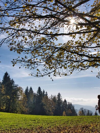 Herbstliche Wanderung bei Peggau – Etappe nach Sem | © WEGES | © WEGES