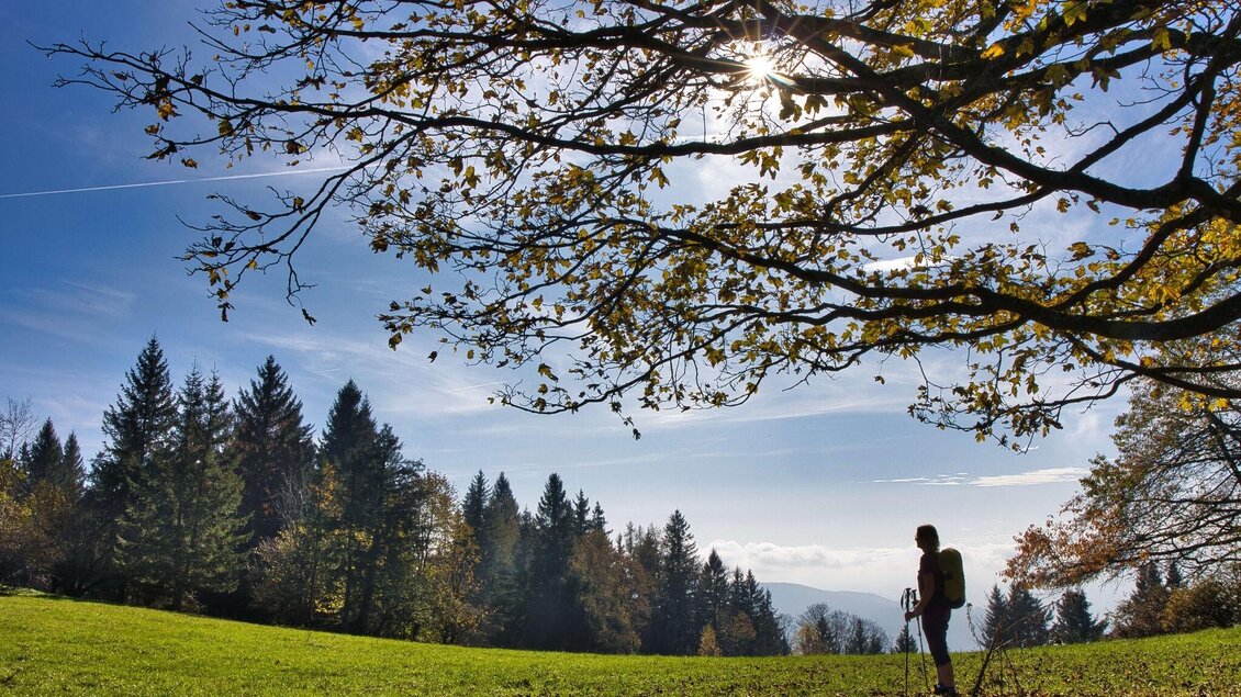 Wanderin mit Rucksack auf Lichtung, im Hintergrund Nadelwald und Berge. | © WEGES