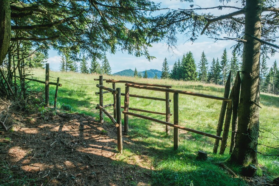 Blick auf einen Wanderweg mit Viehsperre bei der Wieseralm, umgeben von Almwiese und Wald. | © Janine Wenzel