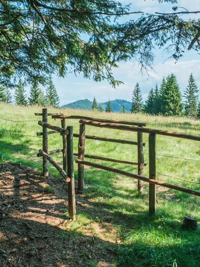 Wanderpfad bei der Wieseralm auf der Hochalpe | © Janine Wenzel | JANINE WENZEL | © Janine Wenzel