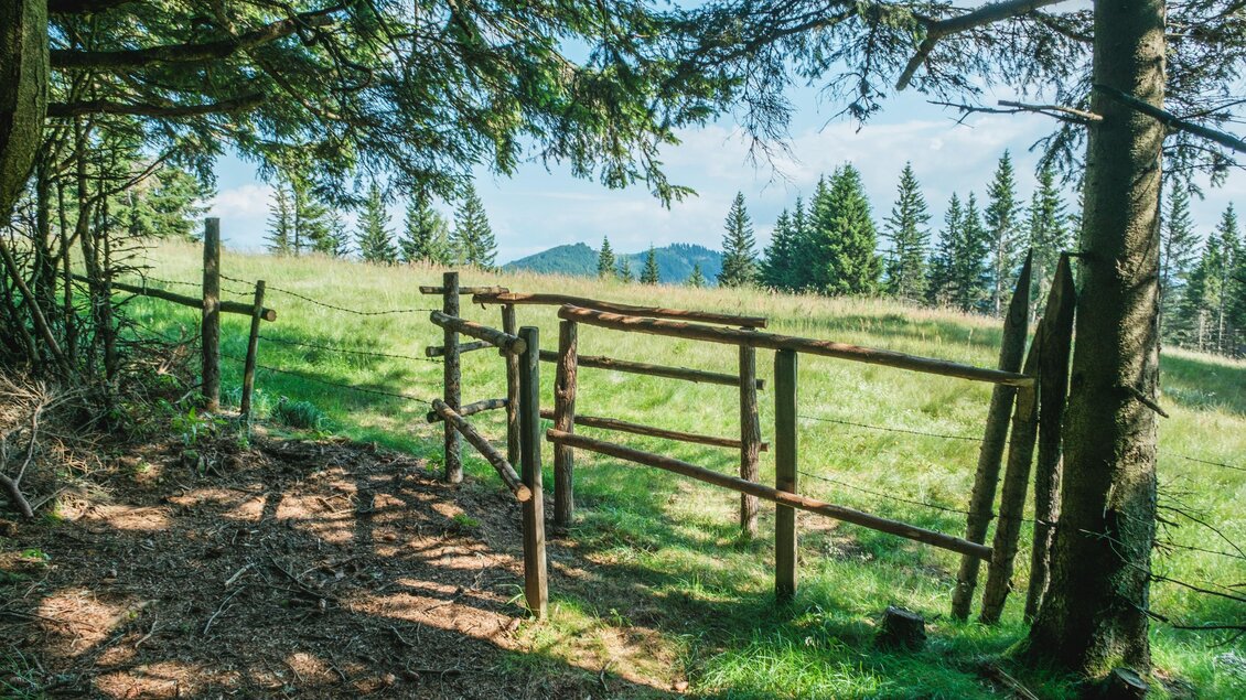 Blick auf einen Wanderweg mit Viehsperre bei der Wieseralm, umgeben von Almwiese und Wald. | © Janine Wenzel