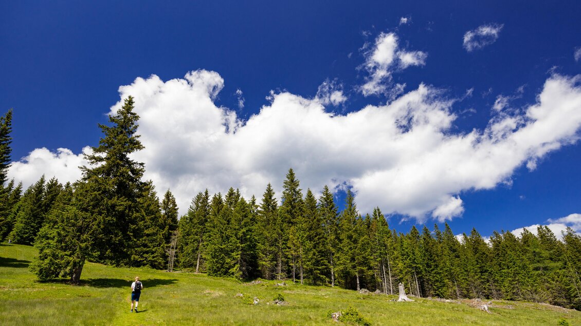 Person wandert über eine Almwiese Richtung Wald am Reinischkogel. | © Region Graz-Harry Schiffer