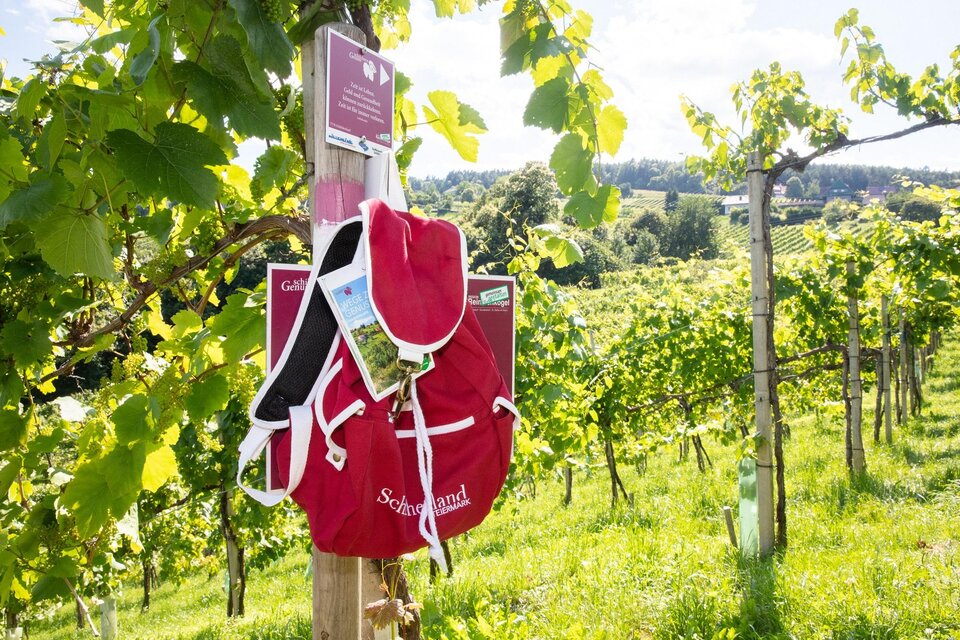 Ein Rotrucksack hängt an einem Pfahl in einem Weinberg. Die sonnige Landschaft ist umgeben von grünen Reben und zeigt eine einladende Atmosphäre. | © cdm - Foto Augenblick