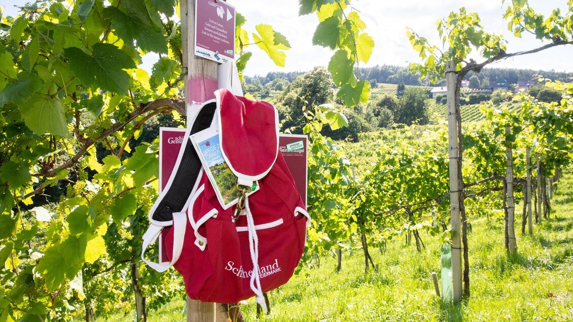 Ein Rotrucksack hängt an einem Pfahl in einem Weinberg. Die sonnige Landschaft ist umgeben von grünen Reben und zeigt eine einladende Atmosphäre. | © cdm - Foto Augenblick