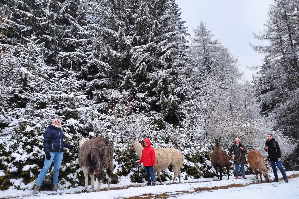 Gruppe auf Lama-Wanderung durch verschneiten Winterwald bei Hirschegg-Pack. | © Lamatouren auf der Alm