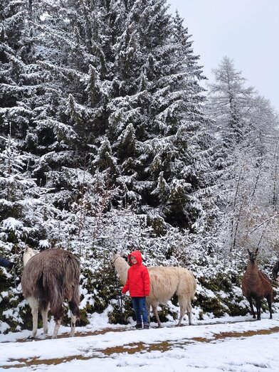 Winterwanderung mit Lama | © Lamatouren auf der Alm | © Lamatouren auf der Alm