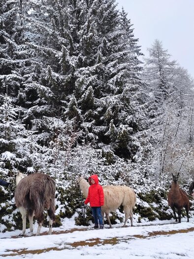Gruppe auf Lama-Wanderung durch verschneiten Winterwald bei Hirschegg-Pack. | © Lamatouren auf der Alm