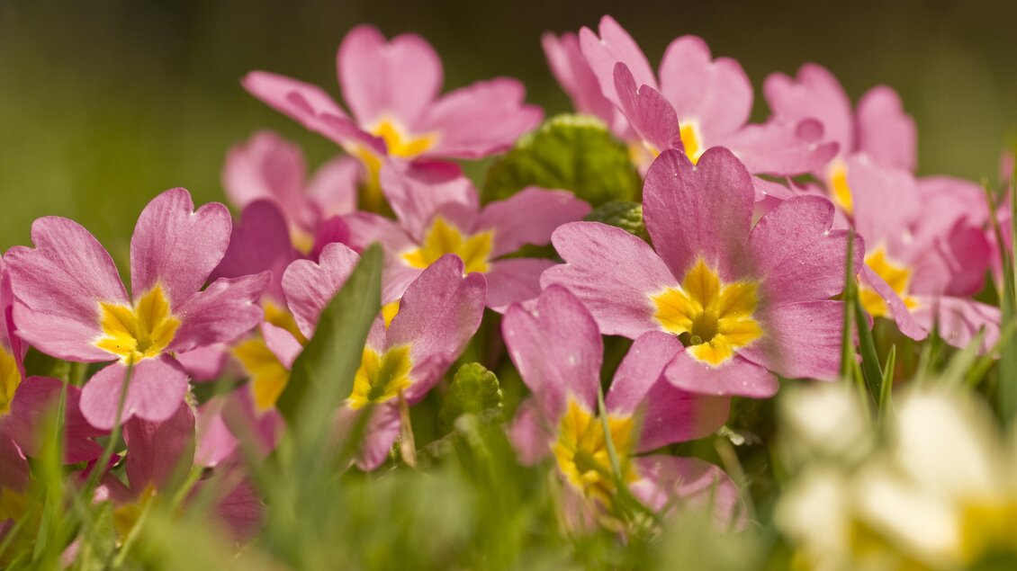Eine Gruppe von zarten, rosa Blumen blüht auf grünem Gras. Die Blüten haben gelbe Akzente und verleihen der Landschaft einen fröhlichen Anblick. | © Kurkommission Bad Blumau