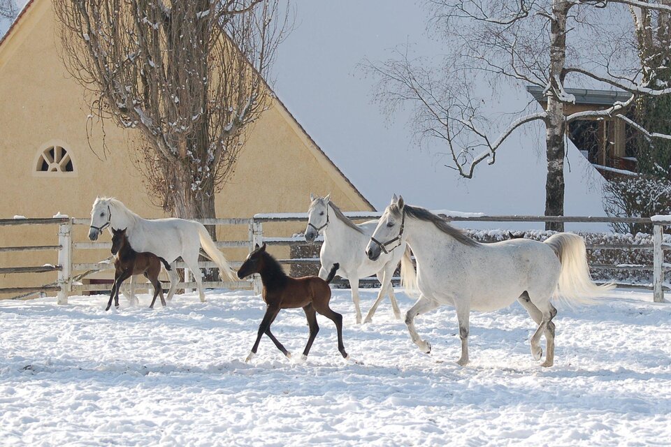 Lipizzanerstuten mit ihren Fohlen auf sonnig verschneiter Koppel im Gestütsgelände Piber.  | © Spanische Hofreitschule Lipizzanergestüt Piber