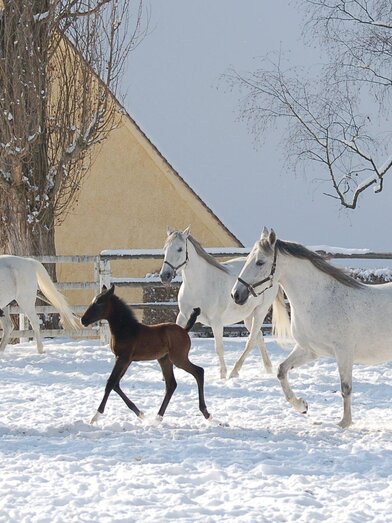 Stuten mit Fohlen im Winter | © Spanische Hofreitschule Lipizzanergestüt Piber | © Spanische Hofreitschule Lipizzanergestüt Piber