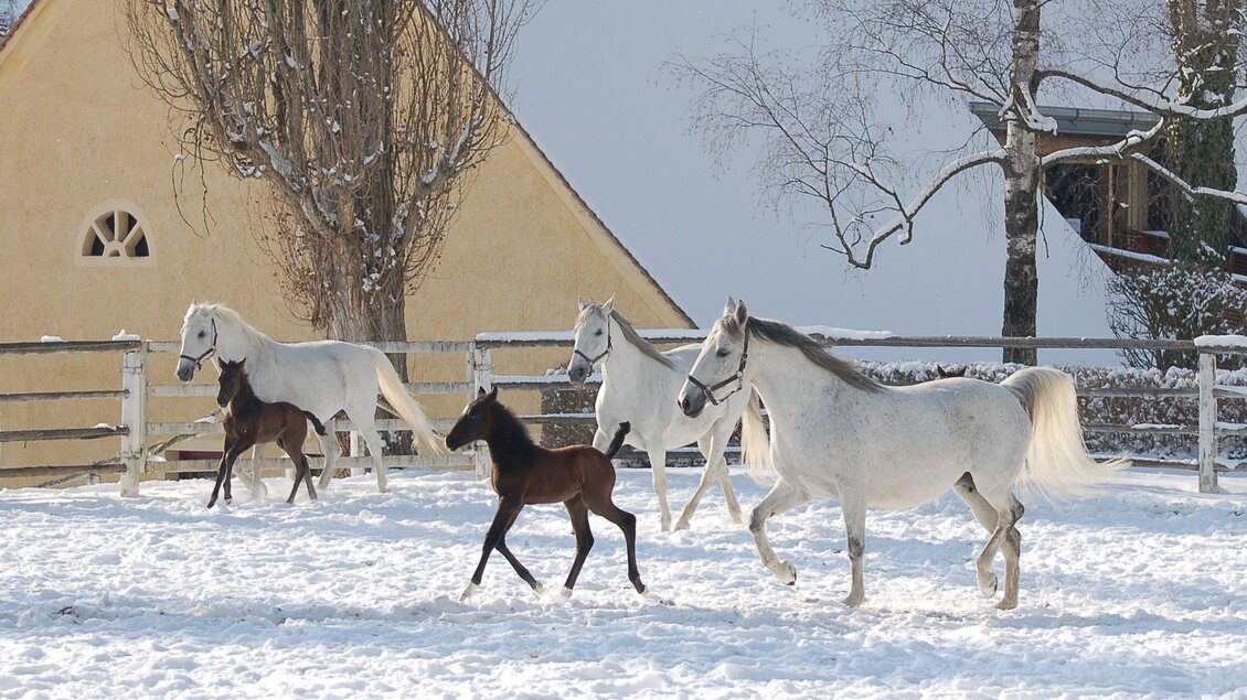 Lipizzanerstuten mit ihren Fohlen auf sonnig verschneiter Koppel im Gestütsgelände Piber.  | © Spanische Hofreitschule Lipizzanergestüt Piber