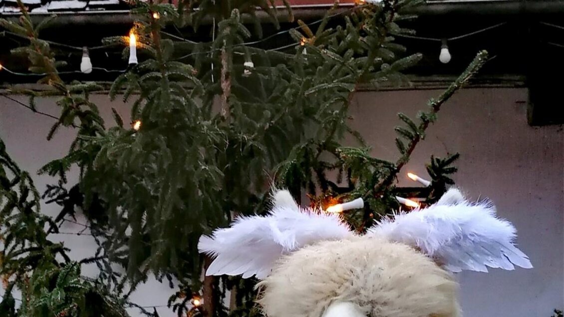 Ein Lama mit weißen Ohren stellt sich vor einem festlich geschmückten Weihnachtsbaum auf. Der Baum ist mit Lichtern und einem leuchtenden Stern dekoriert. | © Alpaka, Lamas und Rentiere zum Grünen See