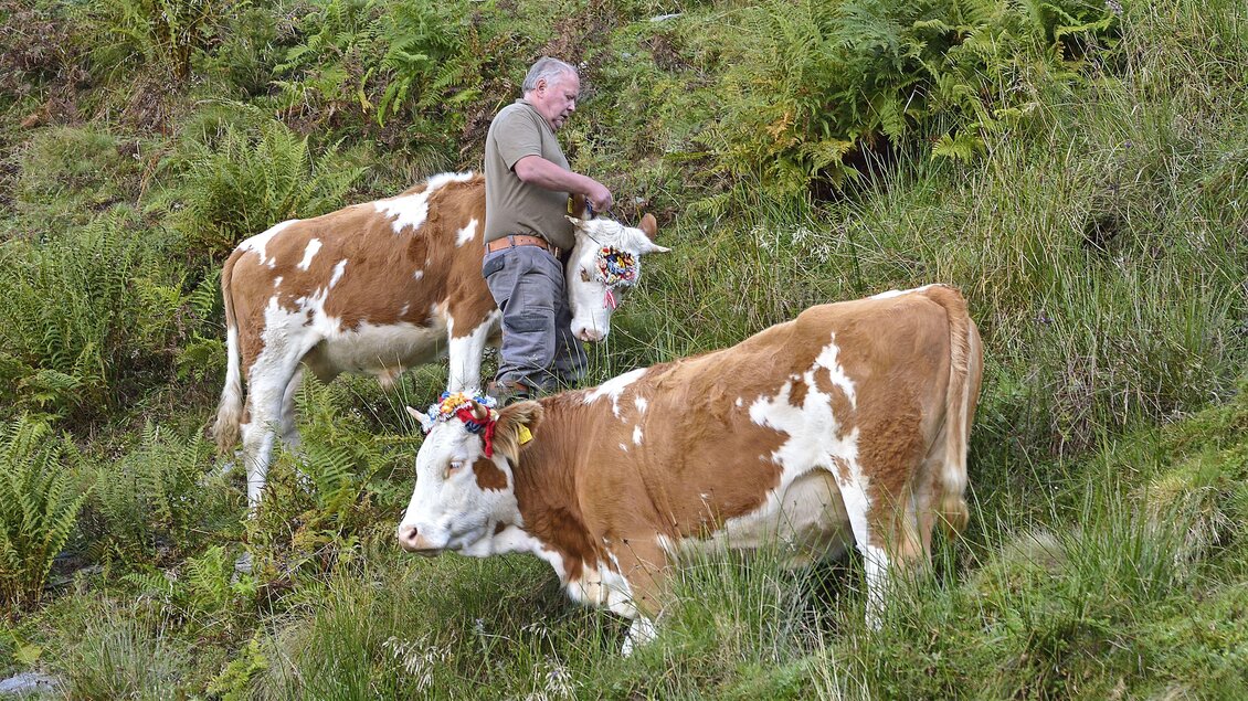 Aufkranzen des Almviehs | © Herfried Marek