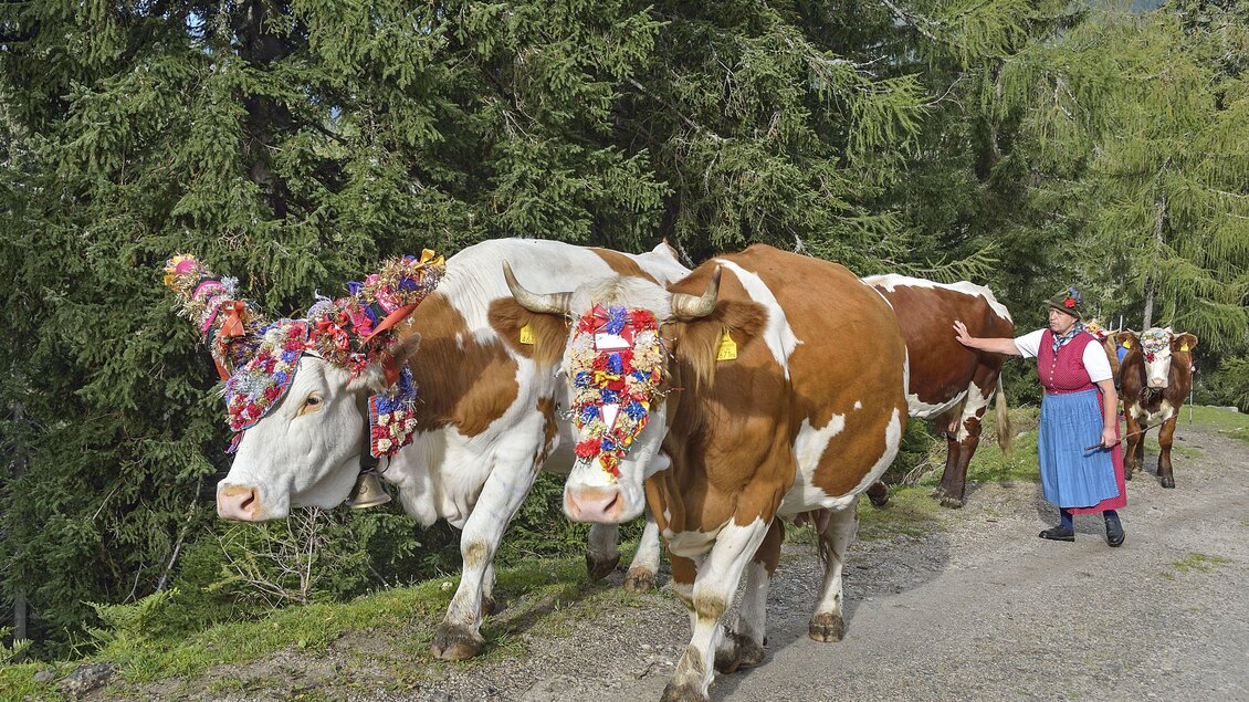 Almabtrieb von der Adambauerhütte | © Herfried Marek