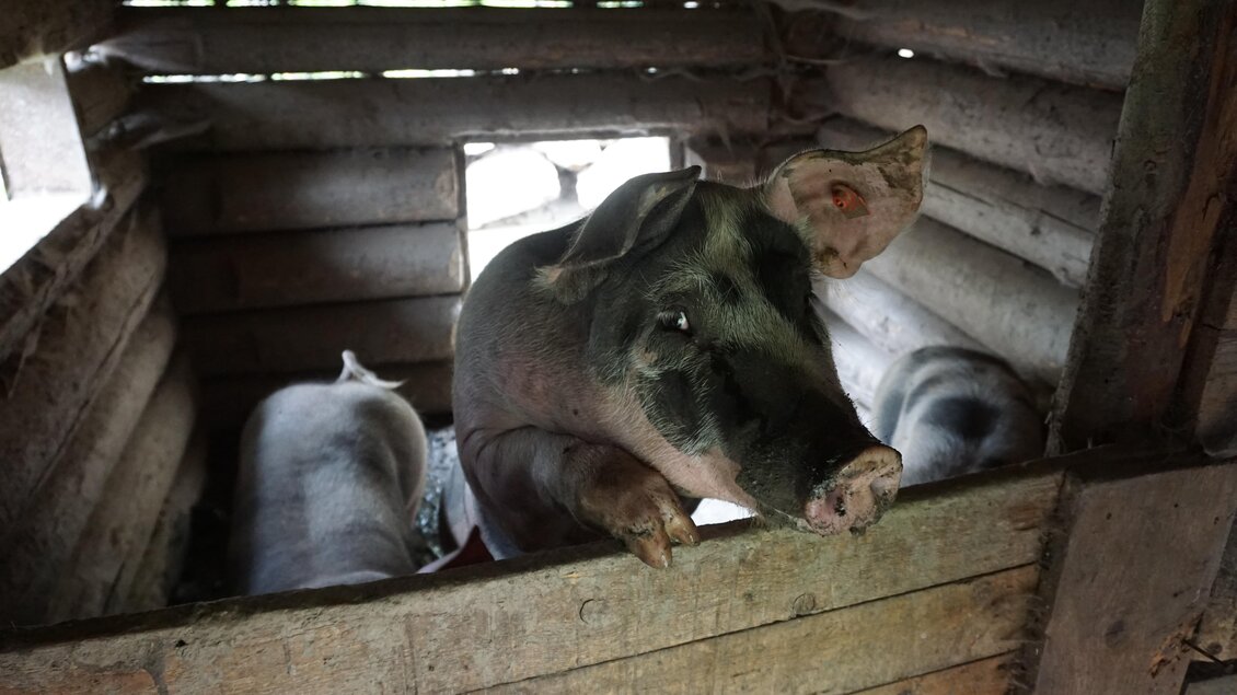 Ein Schwein schaut neugierig aus einem Stall. Im Hintergrund sind weitere Schweine zu sehen. | © Naturpark Sölktäler