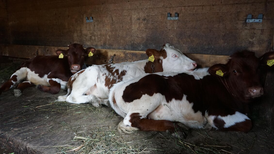 Drei Kälber liegen entspannt in einem Stall. Sie sind braun und weiß gefärbt und ruhen auf dem Boden. | © Naturpark Sölktäler
