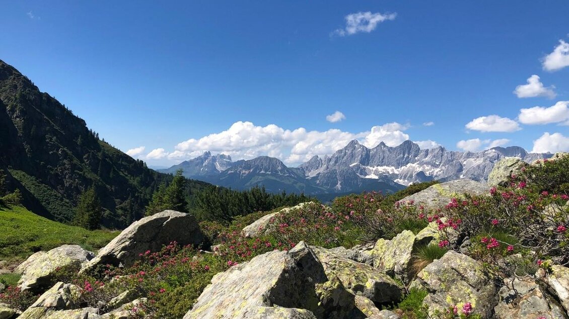 Eine malerische Berglandschaft mit grünen Wiesen und bunten Blumen. Im Hintergrund erheben sich majestätische Berge unter einem klaren blauen Himmel. | © Martin Huber
