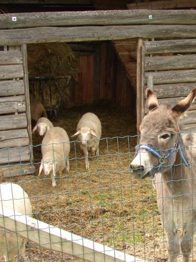 Ein Esel steht vor einem Stall, während Schafe im Hintergrund grasen. Die Szenerie ist ländlich und friedlich. | © Hirzhof