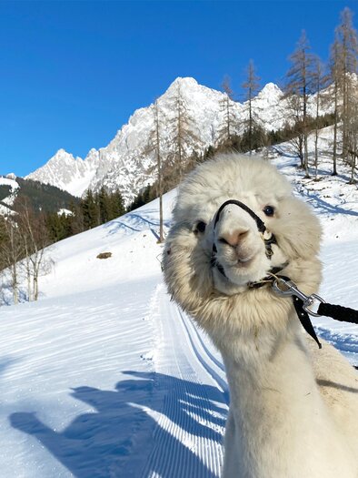Ein neugieriges Lama steht im Schnee vor einer beeindruckenden Berglandschaft. Der Himmel ist klar und blau. | © Dachsteinalpakas