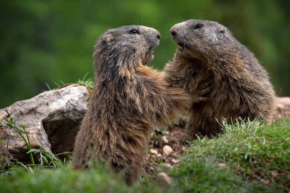 Filming Location - Bachlalm - Impression #1 | © photo-austria.at/Herbert Raffalt