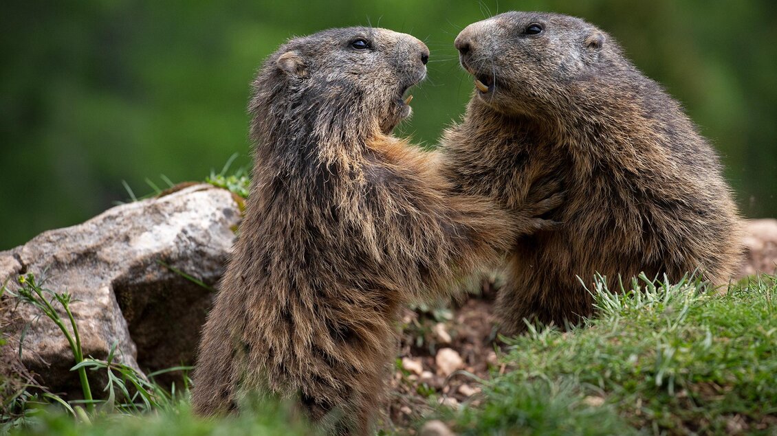 Zwei Murmeltiere spielen miteinander auf einer grünen Wiese. Im Hintergrund sind unscharfe Bäume zu sehen. | © photo-austria.at/Herbert Raffalt