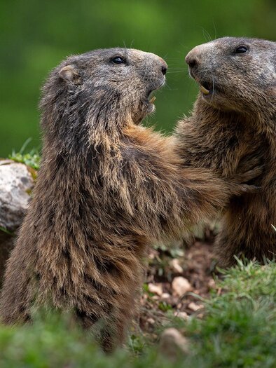 Two marmots are playing together on a green meadow. In the background, blurred trees can be seen. | © photo-austria.at/Herbert Raffalt