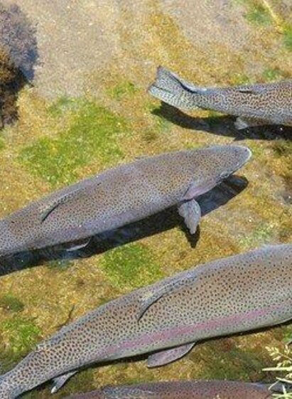 Fischen im Sattental_ | © Symbolfoto