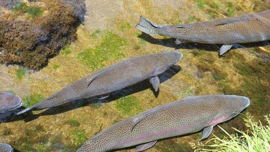 Fische schwimmen in klarem Wasser mit grünem Pflanzenbewuchs. Die Oberfläche zeigt eine ruhige Wasseroberfläche und verschiedene Unterwasserpflanzen. | © Symbolfoto