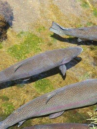 Fish swim in clear water with green vegetation. The surface shows a calm water surface and various underwater plants. | © Symbolfoto
