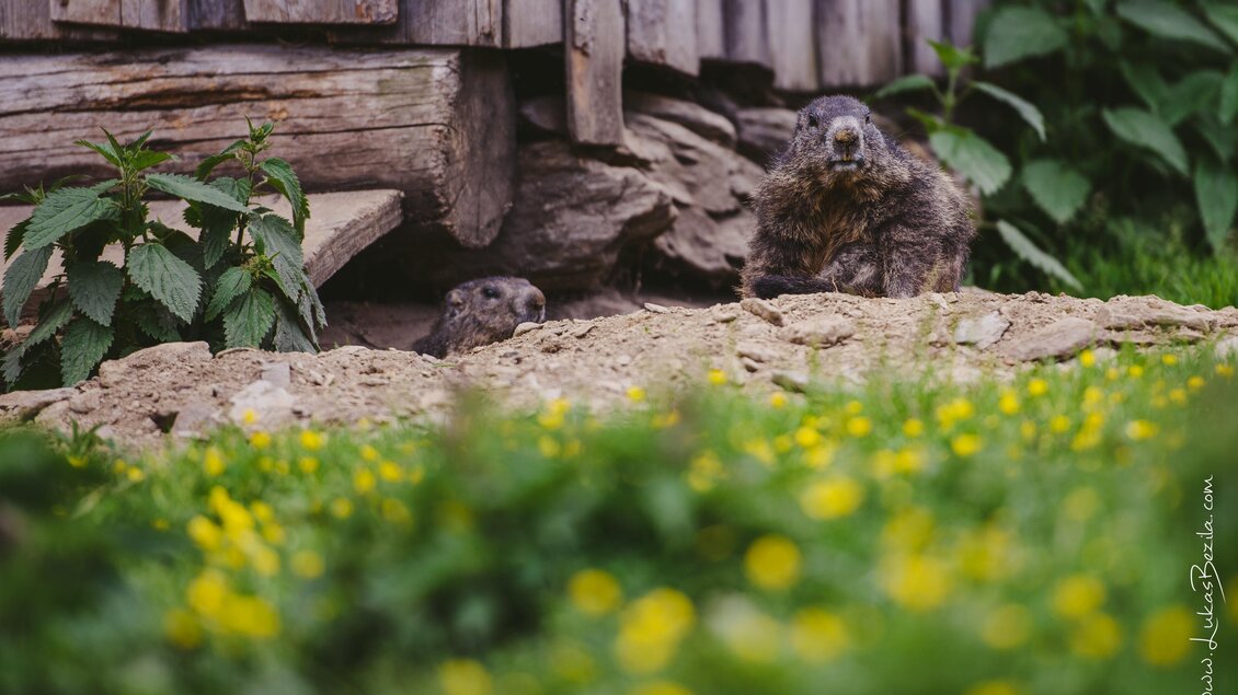 Zwei Erdmännchen schauen vorsichtig aus ihrem Bau. Die Umgebung ist grün mit gelben Blumen und einer Holzstruktur im Hintergrund. | © Lukas Bezila