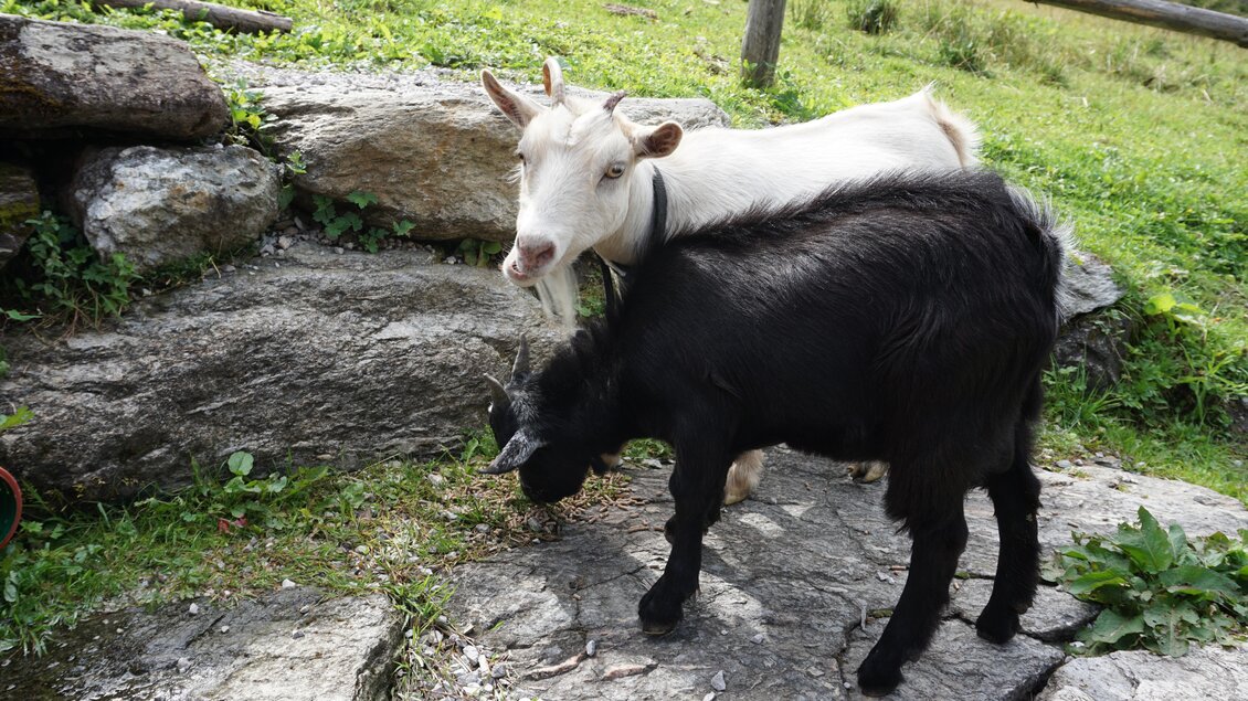 Zwei Ziegen stehen auf einem Steinweg in einer grünen Wiese. Eine Ziege ist weiß und die andere schwarz. | © Naturpark Sölktäler