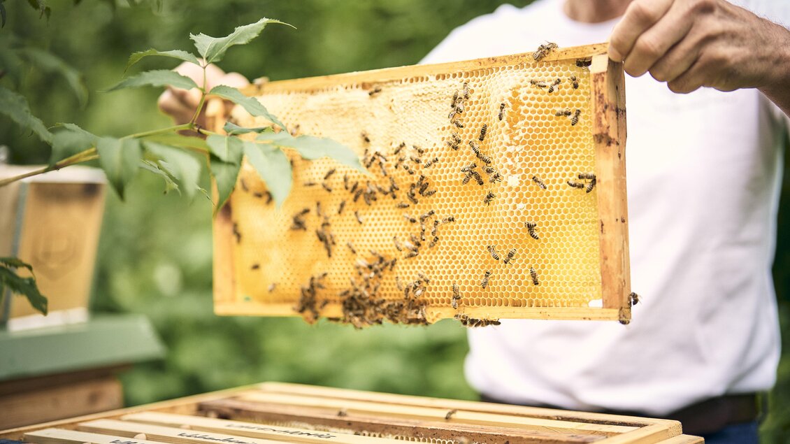 Ein Imker hält einen Honigrahmen mit vielen Bienen und Waben in der Hand. Im Hintergrund sind weitere Bienenkästen und grüne Pflanzen zu sehen. | © Thomas Sattler