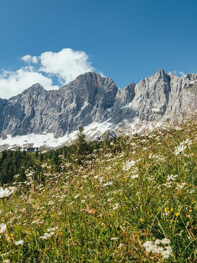 Eine grüne Wiese mit bunten Blumen im Vordergrund. Im Hintergrund erheben sich majestätische Berge unter einem klaren blauen Himmel. | © Christine Höflehner