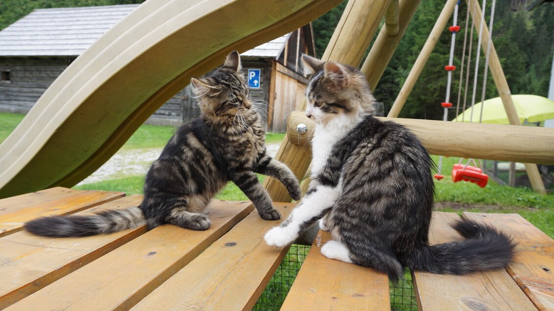 Zwei fröhliche Kätzchen spielen auf einer Holzplattform. Im Hintergrund sind eine Schaukel und eine schöne grüne Landschaft zu sehen. | © Familie Moitzi