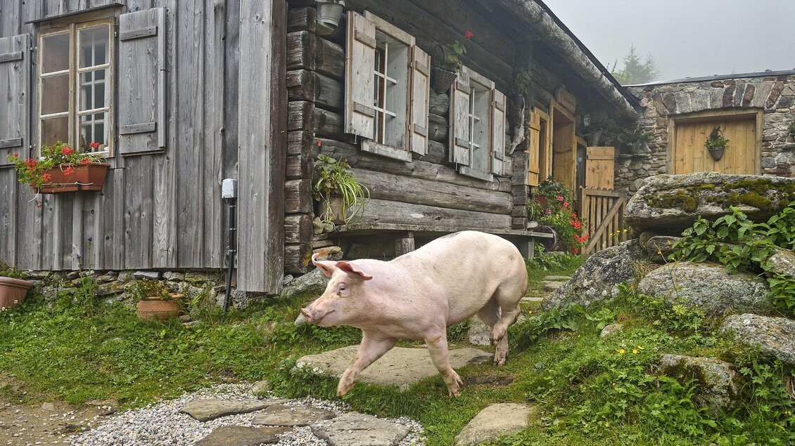 Ein Schwein läuft vor einem Holzhaus. Der Himmel ist neblig und die Umgebung wirkt ländlich. | © Herfried Marek