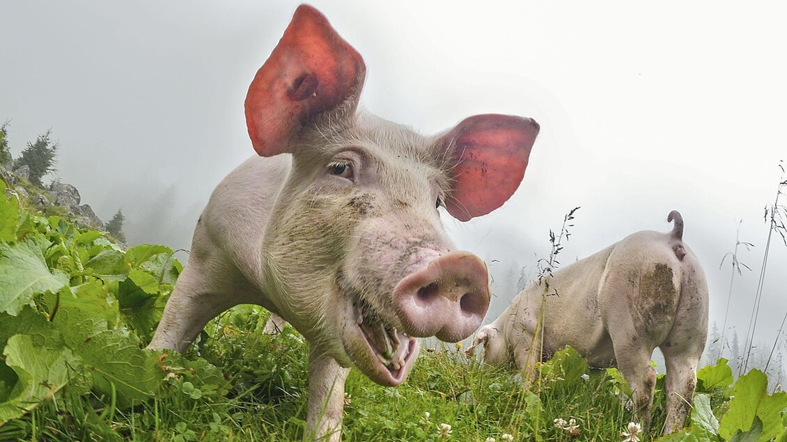 Ein fröhliches Schwein steht auf einer grünen Wiese. Im Hintergrund ist ein weiteres Schwein sichtbar. | © Herfried Marek