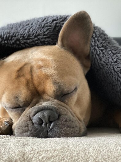 french bulldog der in einer kuscheligen Decke eingewickelt ist und schläft | © Kleintierarztpraxis Mag. Med. Vet. Gertrud Trinker
