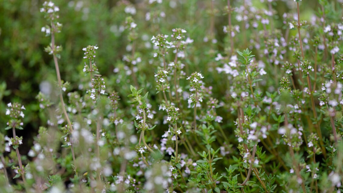 Ein Feld mit kleinen, blühenden Thymianpflanzen. Die Pflanzen sind grün und tragen zarte, weiße Blüten. | © Familie Percht