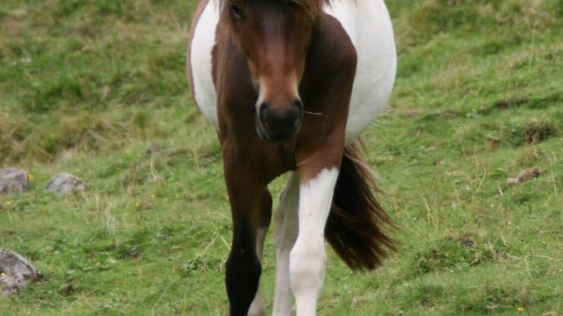 Ein braunes und weißes Pferd läuft über eine grüne Wiese. Im Hintergrund sind einige Steine sichtbar. | © Nicole Leitgab