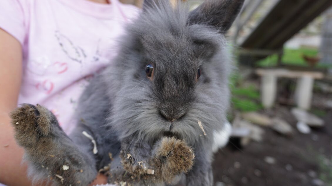 Ein grauer Kaninchen wird von einer Person gehalten. Es hat flauschiges Fell und neugierige Augen. | © Nicole Leitgab