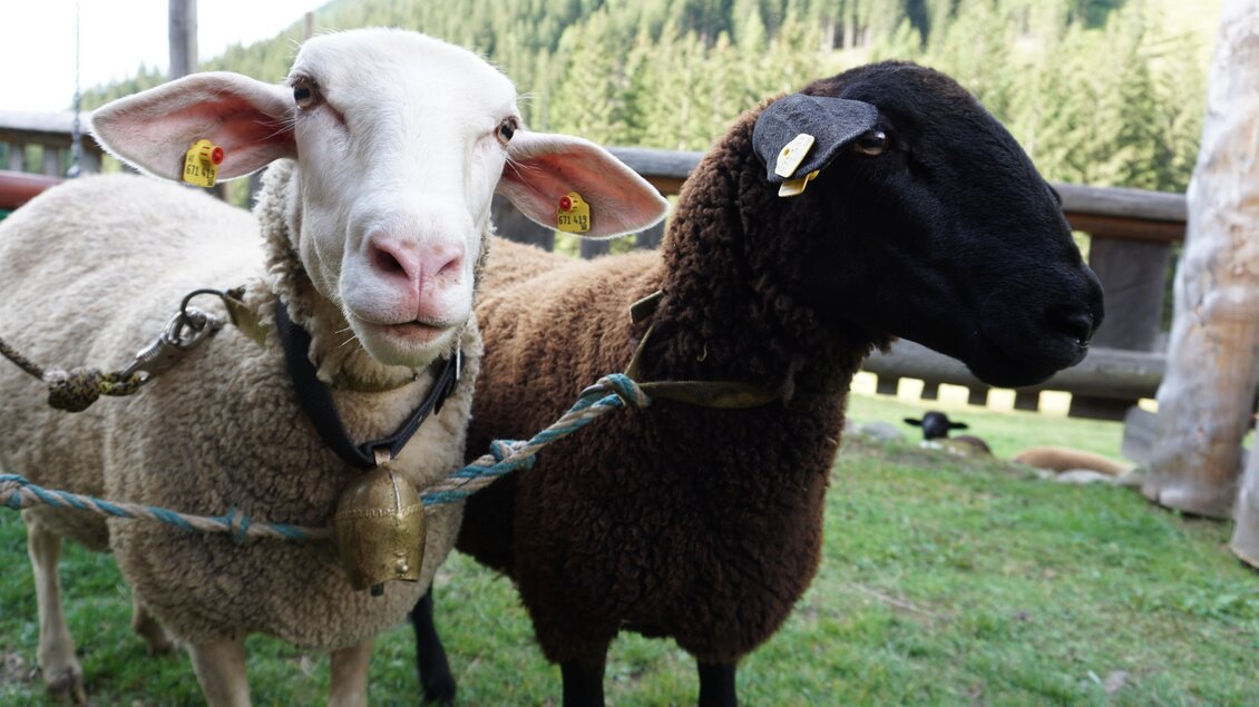 Zwei Schafe stehen auf einer Wiese mit grünen Bergen im Hintergrund. Das eine Schaf ist weiß mit einer Glocke, das andere ist schwarz und braun. | © Nicole Leitgab