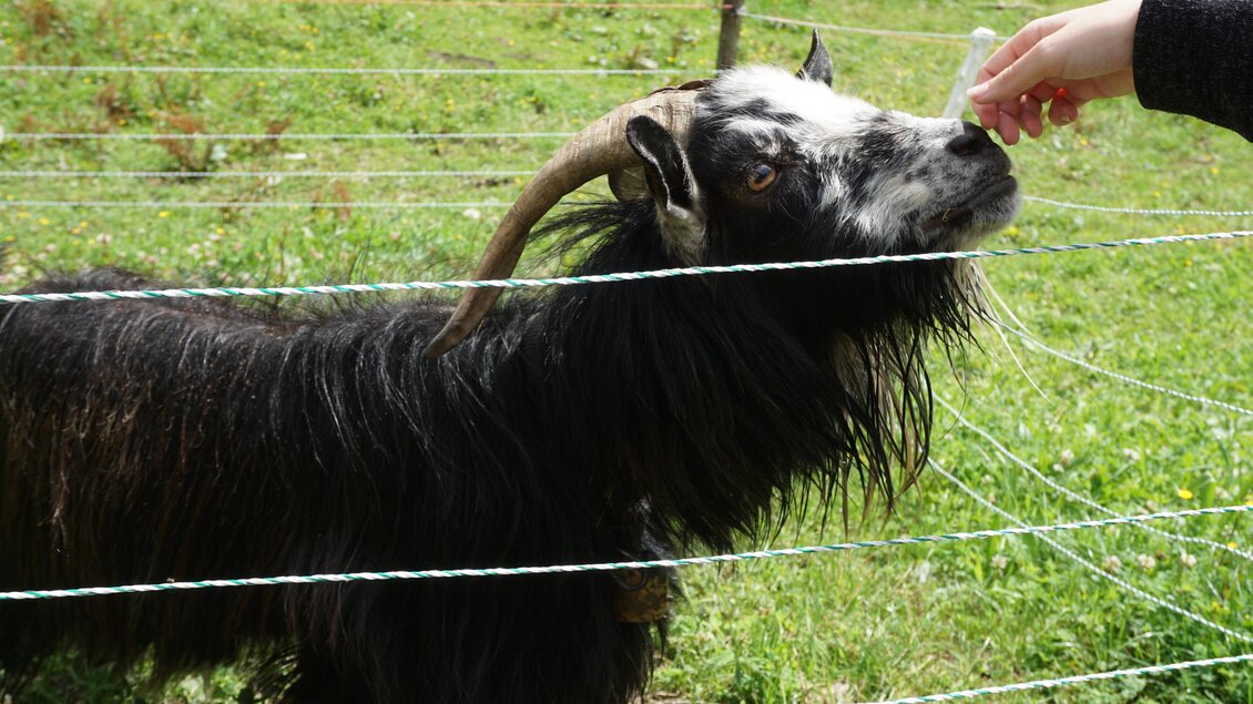 Eine schwarze Ziege mit langen Haaren steht hinter einem Zaun. Eine Hand versucht, die Ziege zu füttern. | © Naturpark Sölktäler