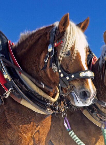 Pferdekutschen- und Schlittenfahrten Thalhammer | © Pferdekutschen- und Schlittenfahrten Thalhammer