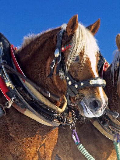 Two brown horses with light manes stand next to each other. They are wearing harnesses and are depicted against a blue sky. | © Pferdekutschen- und Schlittenfahrten Thalhammer
